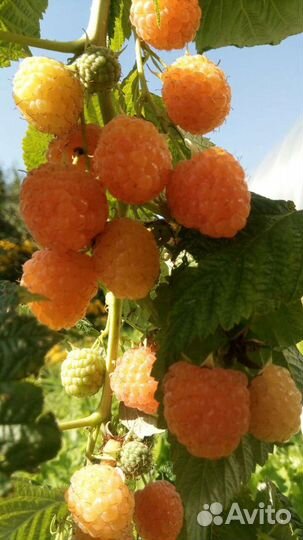 Ремонтантная малина