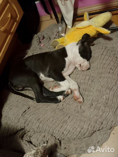 Стаффордширский терьер