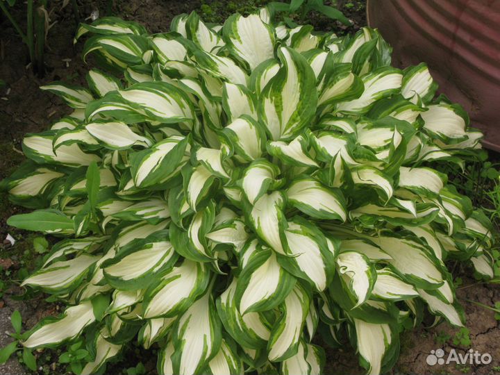 Хосты разных сортов