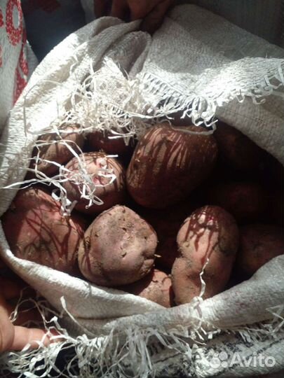 Продам картофель