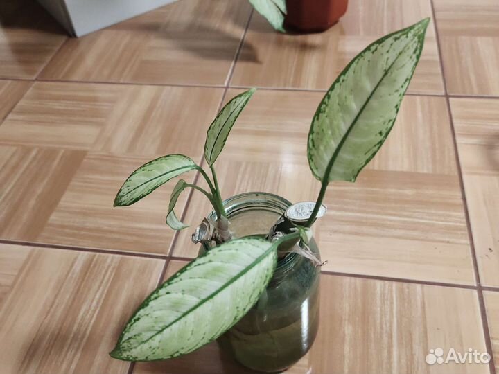 Диффенбахия