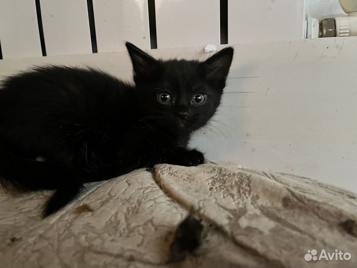 Котята бесплатно