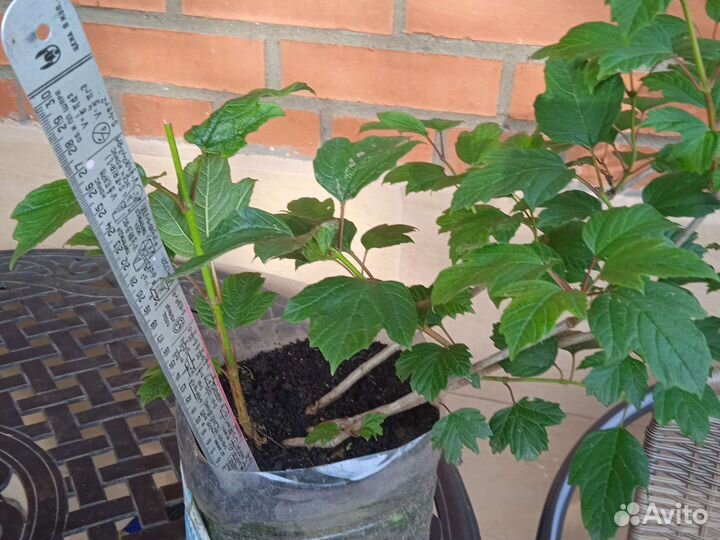 Калина съедобная, красная, сортовая