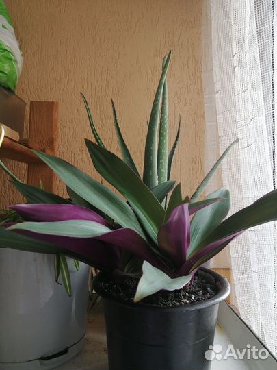 Традесканция рео