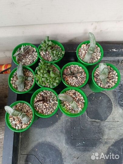 Суккуленты гастерия, адромискус, хавортия