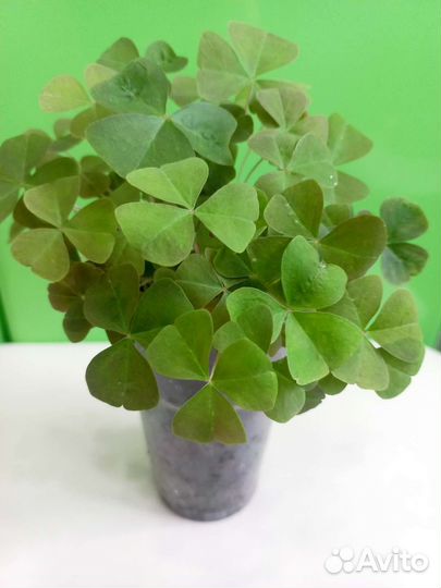 Кислица-бабочки.обмен