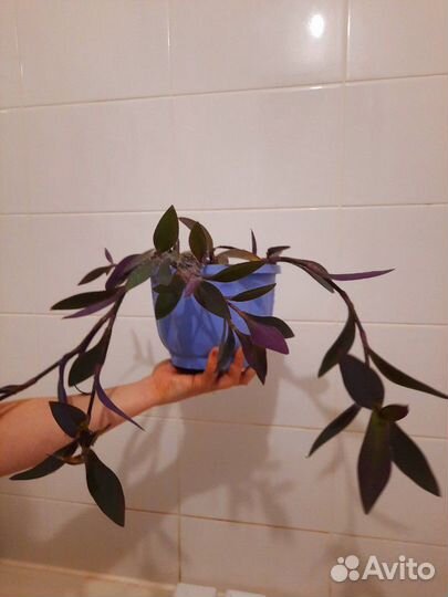 Сеткреазия