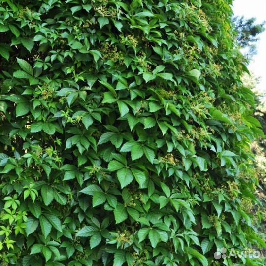 Девичий виноград