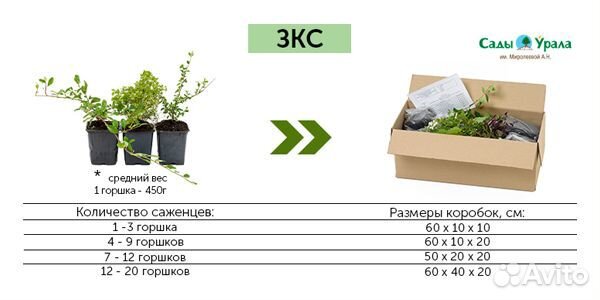 Яблоня Белый Налив штамбовая - саженцы зкс