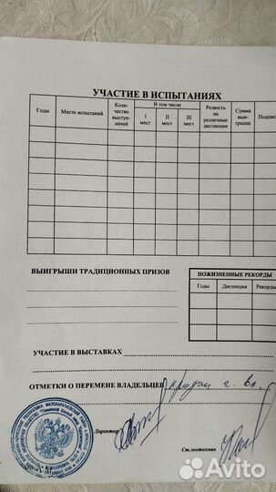 Жеребец карачаевской породы