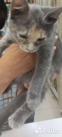 Кошка в дар