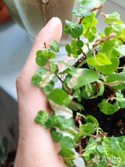 Фикусы.Фило Бразил,сцинд Энджой и золот