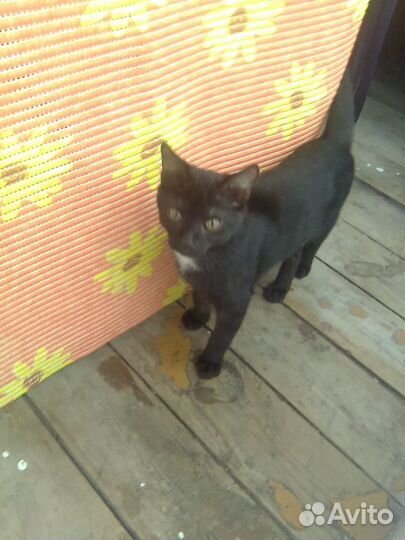 Домашние животные котята