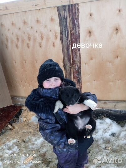 Щенки Алабая