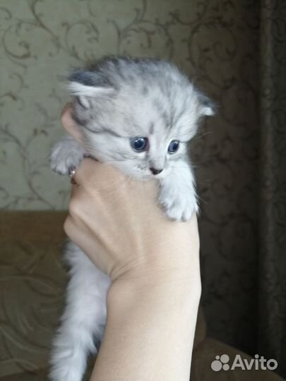 Кошки шотландцы