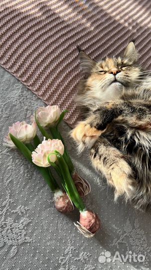 Свеча тюльпан