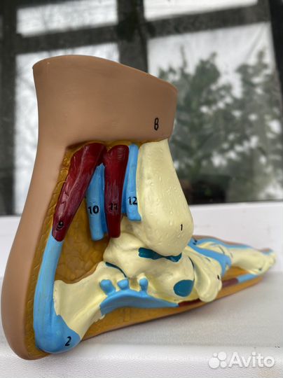 Анатомические Стопы