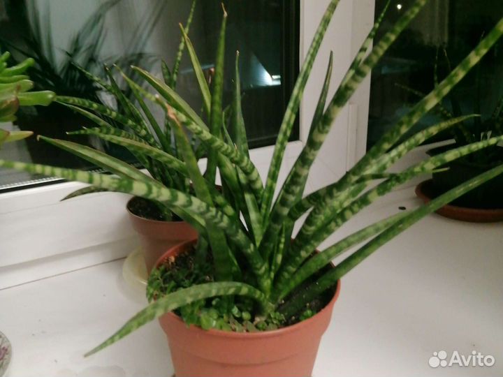 Детка сансевьерии френфуд