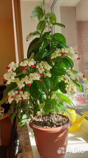 Клеродендрум