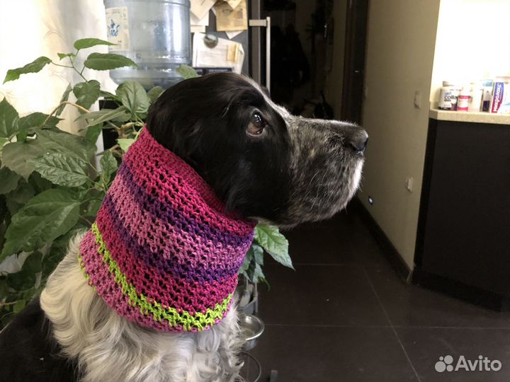 Шапка-снуд для коккер спаниель