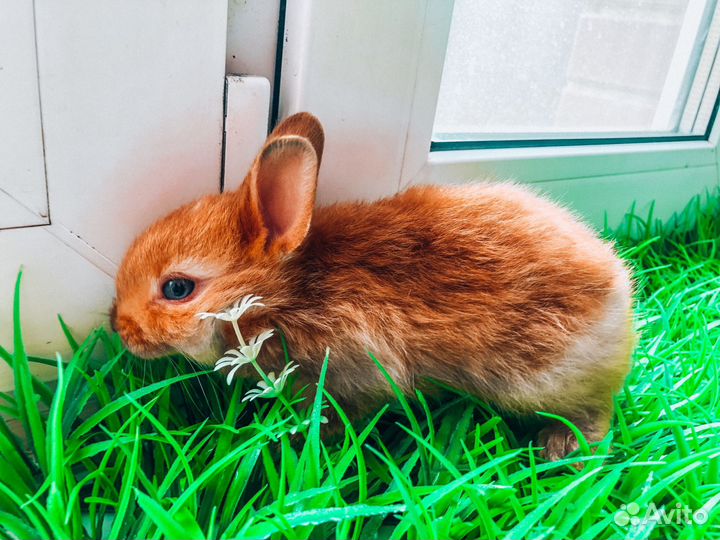 Карликовый кролик - хотот очень редкий