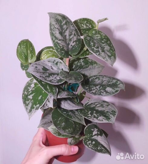 Сциндапсусы и эпипремнумы