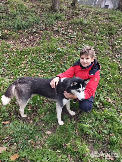 Передержка животных, птиц, грызунов, рептилий