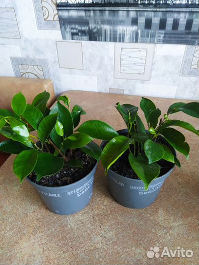 Фикус Бенжамин, Толстянка