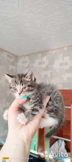 Кошка