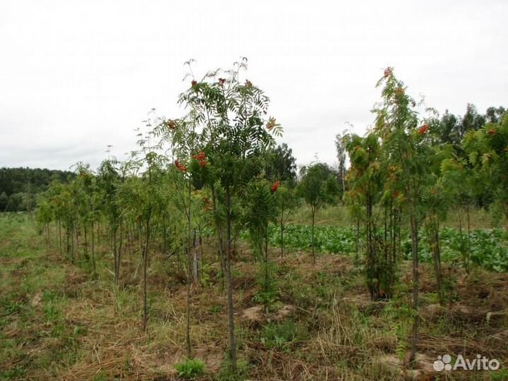 Рябины саженцы