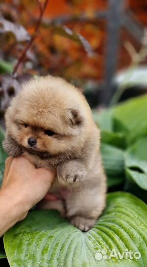 Щенки померанского шпица