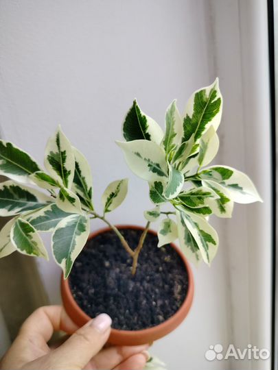 Фикус Ретуза гавайская. Бронь