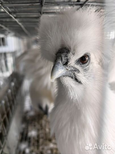 Яйца инкубационное