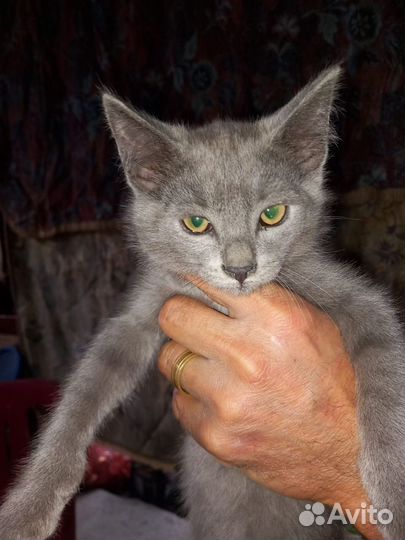 Котята русская голубая