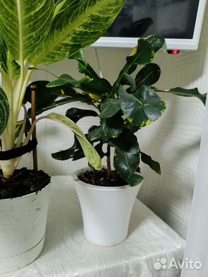 Комнатные растения