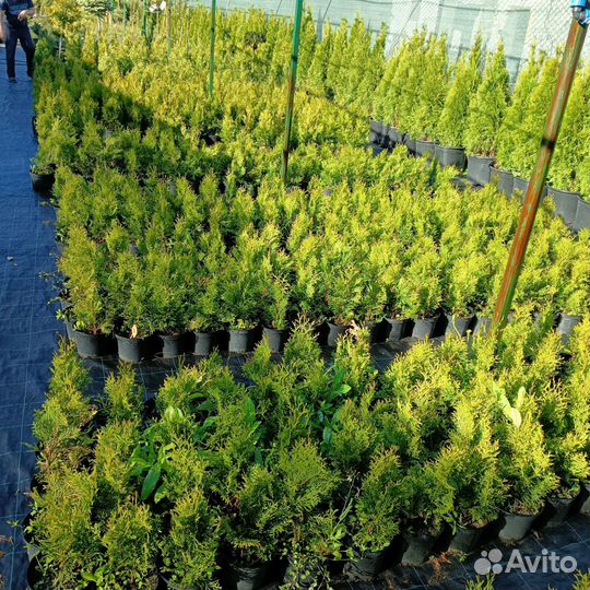 Туя западная Смарагд