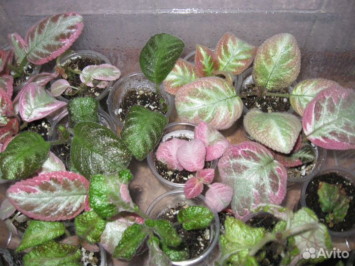 Акварельные эписции