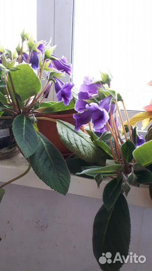 Глоксинии, тидеи