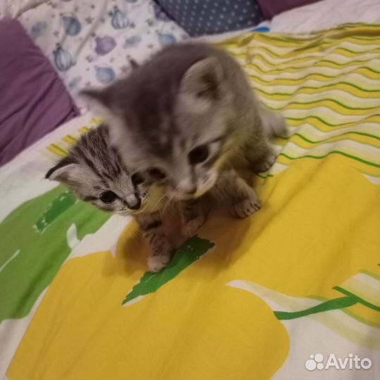 Кошки породистые бесплатно