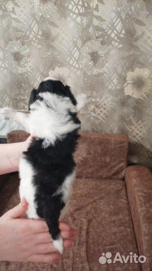 Маленькая собака