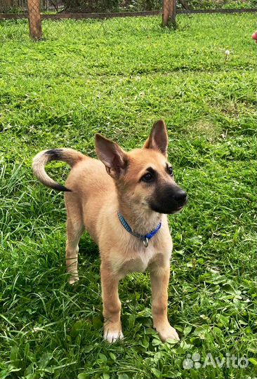 Девочка Джесси