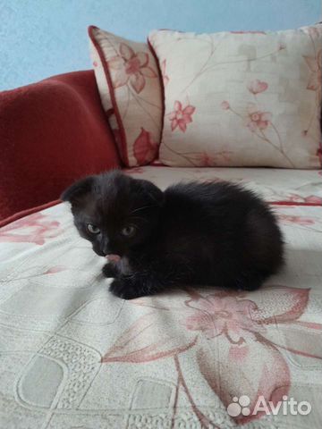 Черный котенок вислоухий 1 месяц, девочка объявление продам