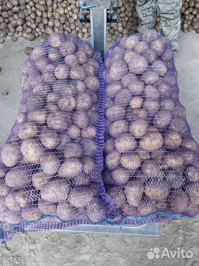 Продам картофель