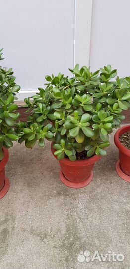 Денежные цветы