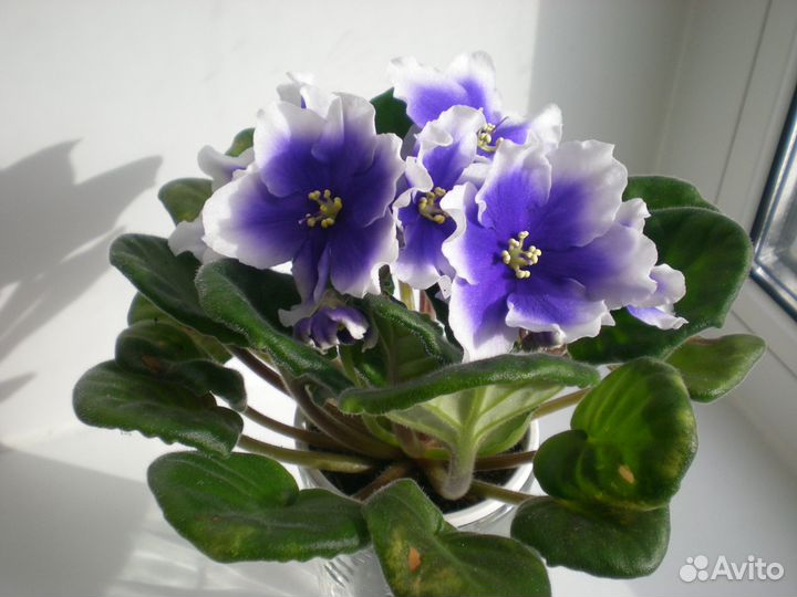 Сортовые фиалки