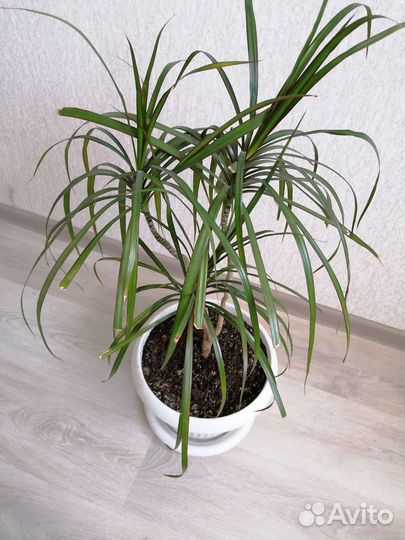 Драцена, гибискус, диффенбахия и др