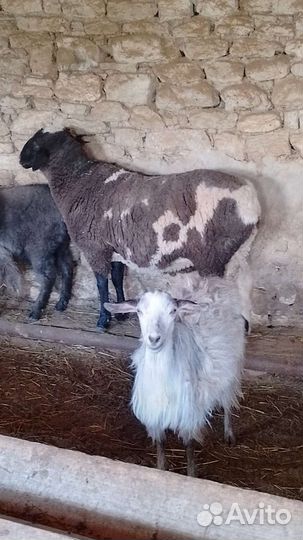 Баран текстиль эдельбай