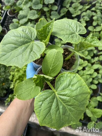 Огурцы Артист, Герман