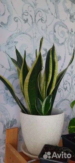 Сансевиерия