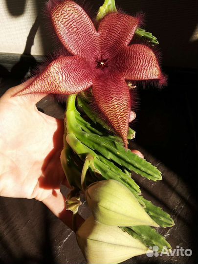 Эдитколея, Орбея, Стапелия